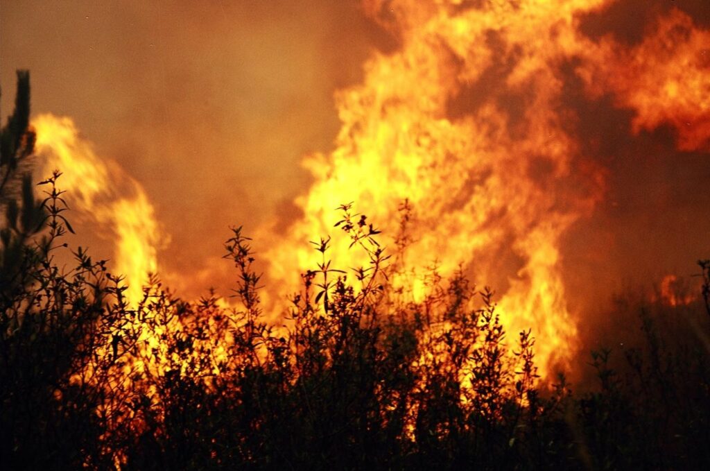 Homem inicia vários focos de incêndio em caixotes do lixo, mato e floresta