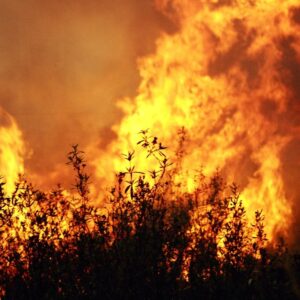 Homem inicia vários focos de incêndio em caixotes do lixo, mato e floresta