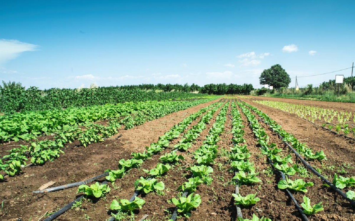 Mesmo em pandemia, setor agroalimentar fecha 2020 com aumento nas exportações