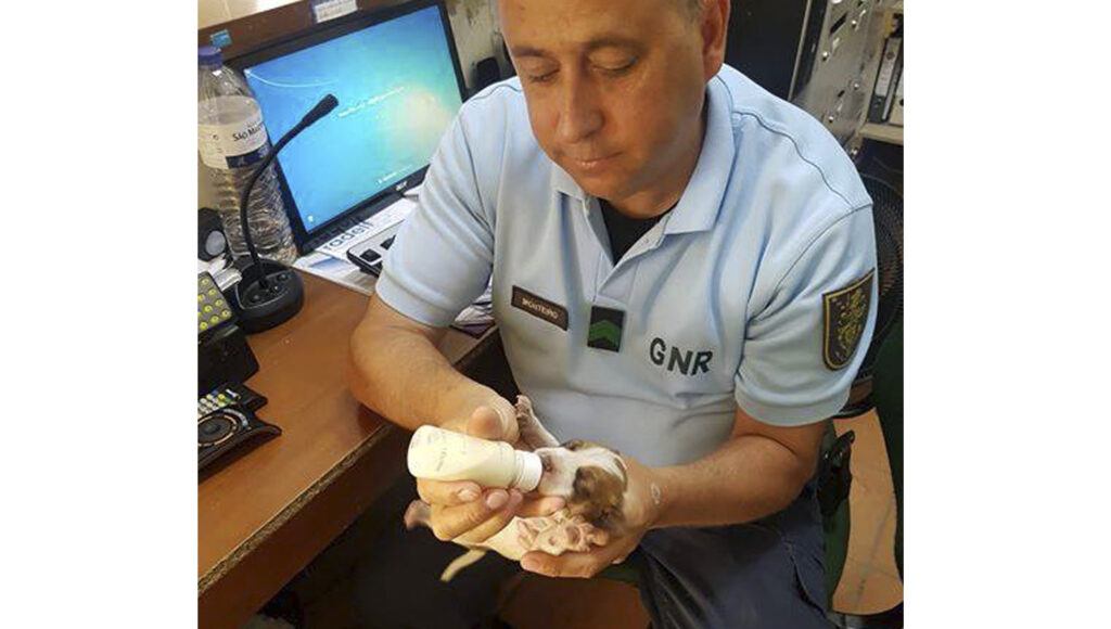 GNR de Freamunde resgatou seis cachorros bebés 1 GNR 1