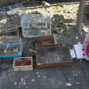 iMED 650 REG Detidos por venda ilegal de aves 1