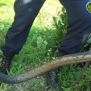 cobra 1