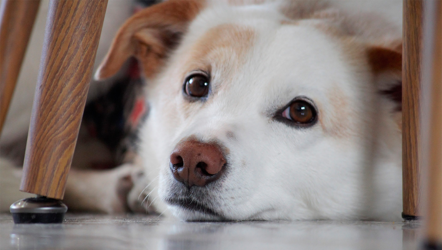 Apoio alimentar a cães e gatos