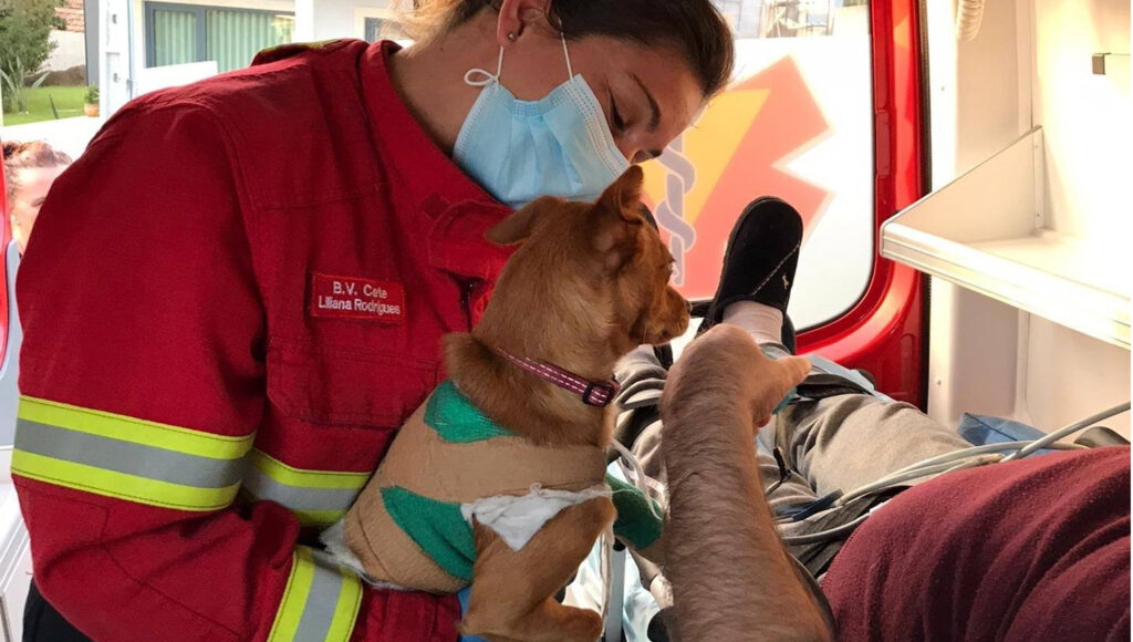 cao bombeiros