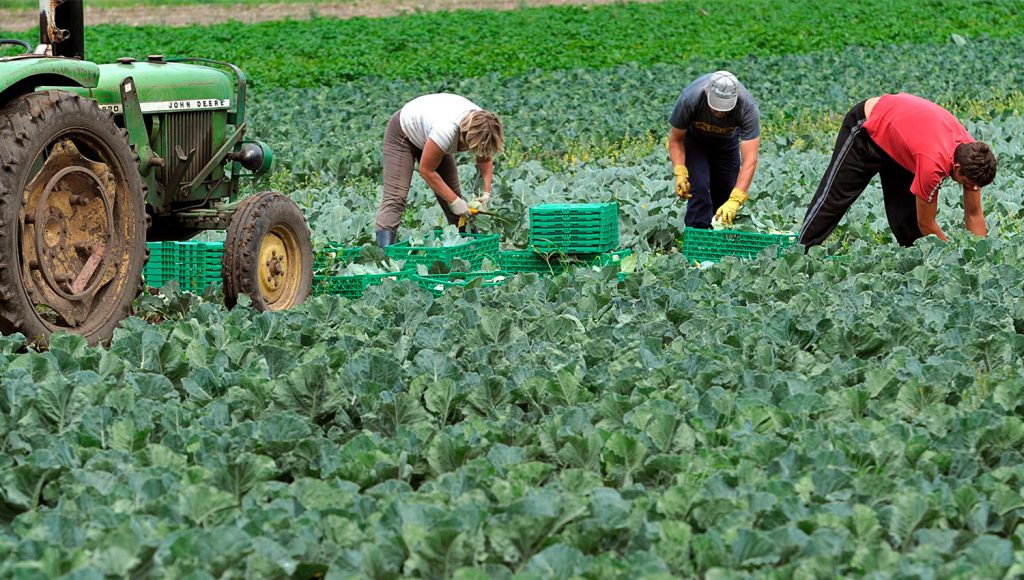 Mesmo em pandemia, setor agroalimentar fecha 2020 com aumento nas exportações