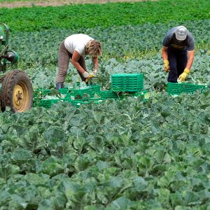 Mesmo em pandemia, setor agroalimentar fecha 2020 com aumento nas exportações