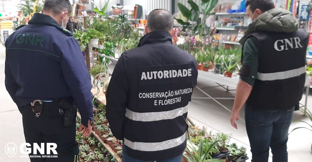 GNR fiscaliza lojas e veículos de transporte de plantas e encontra diversas infrações