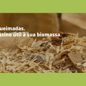 biomassa