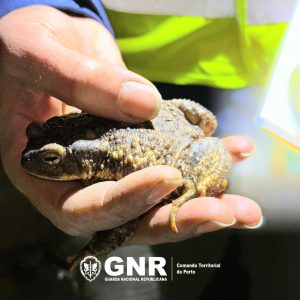 Operação "S.O.S Sapos" mobiliza GNR e Município para salvar anfíbios na N207-2 4 GNR Lousada1