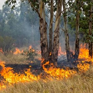 PenafielIncendio