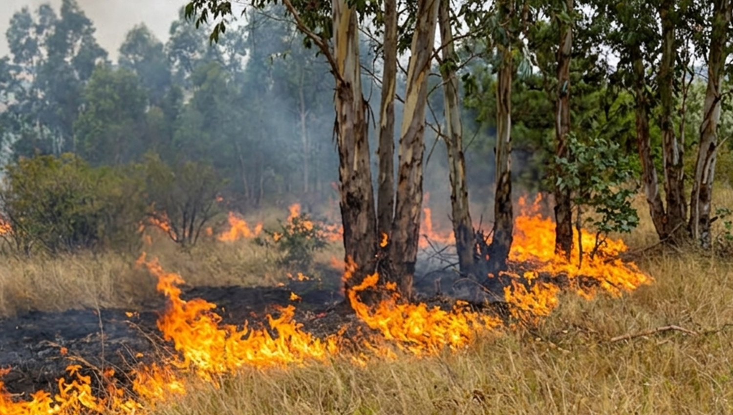 PenafielIncendio
