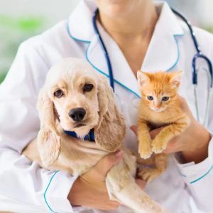 animais