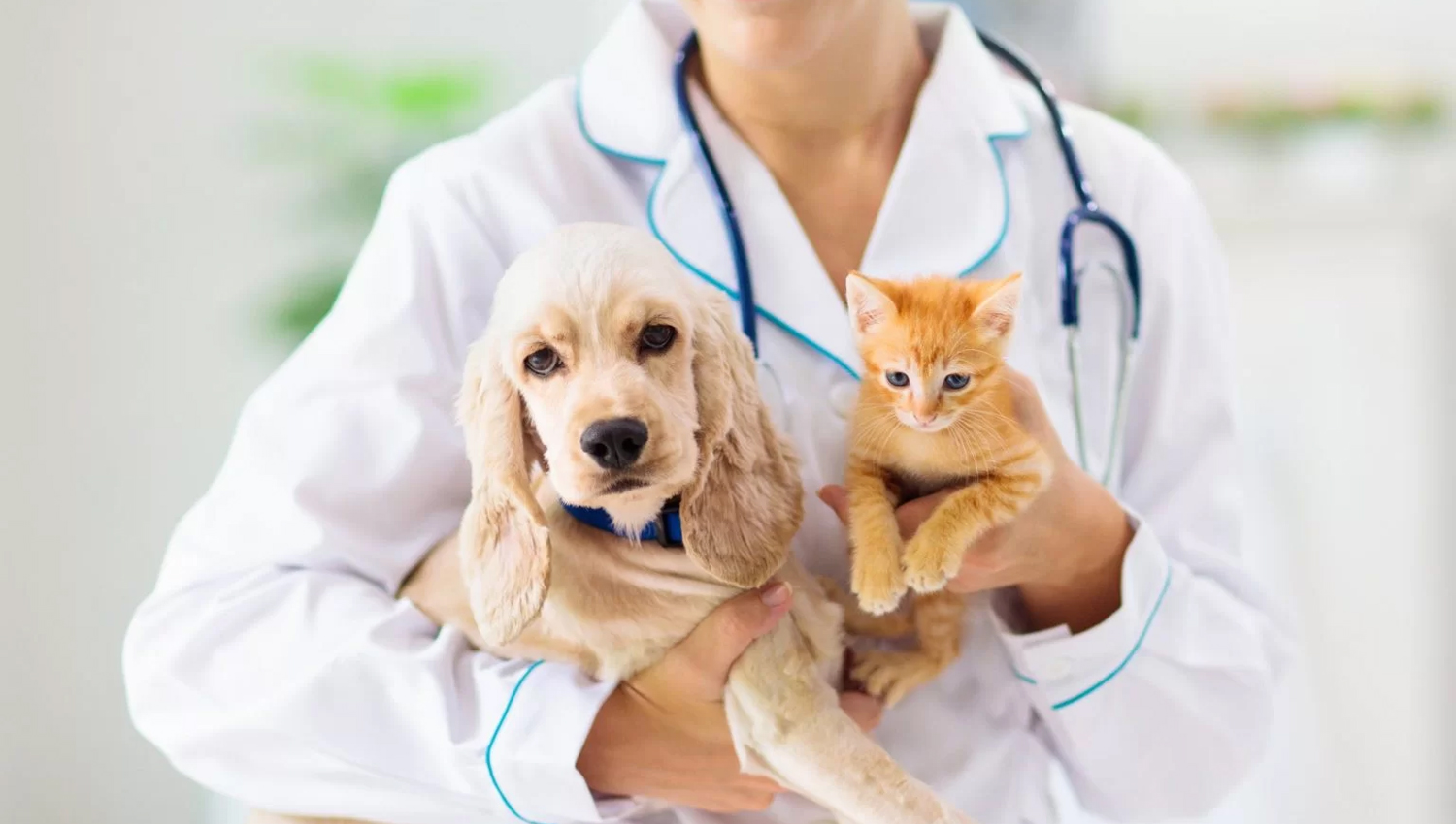 Animais de companhia vivem mais: Paredes acolhe congresso internacional sobre os desafios da geriatria 3 animais