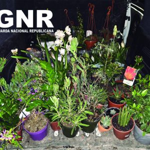 gnr 1