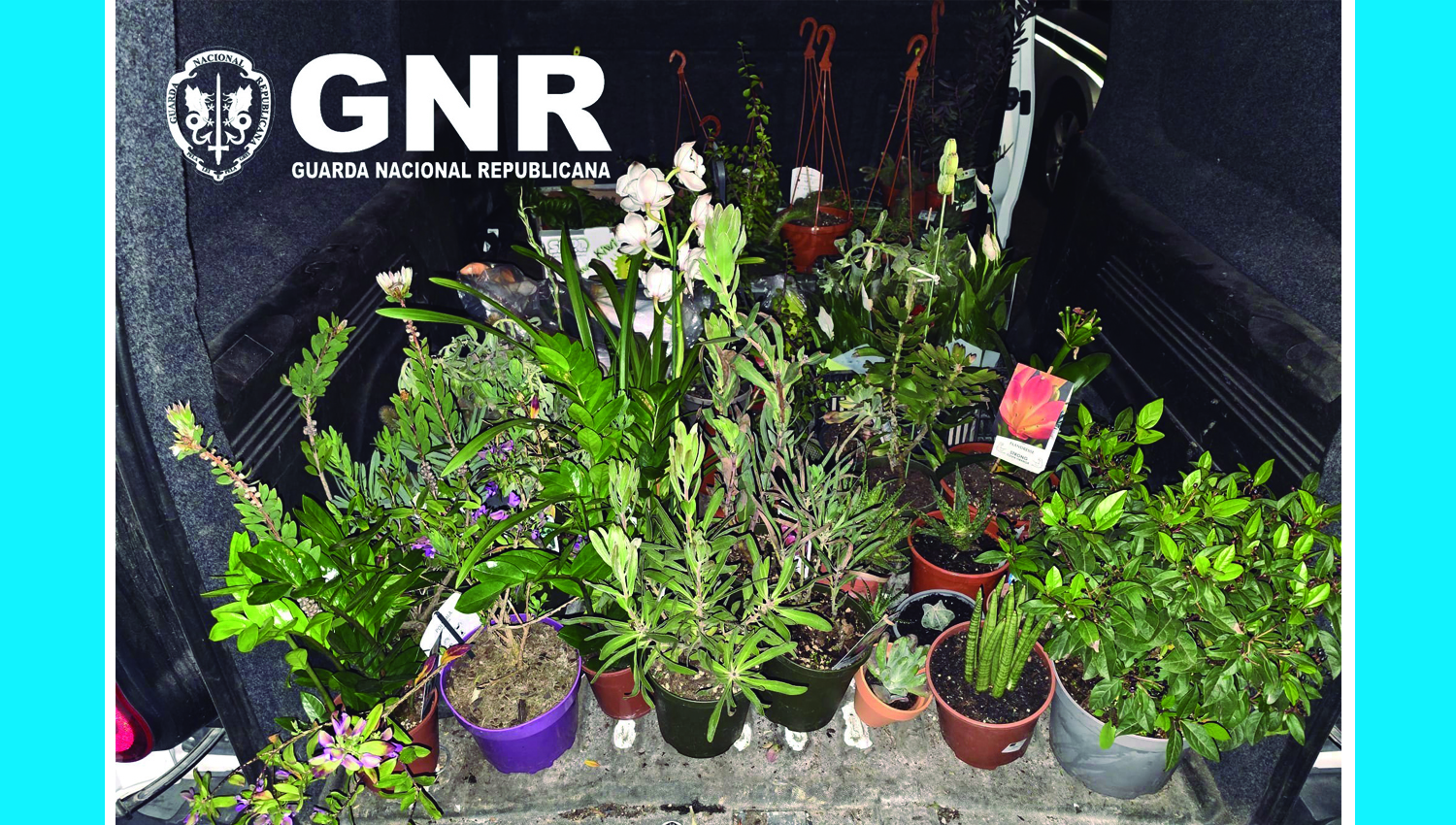 gnr 1