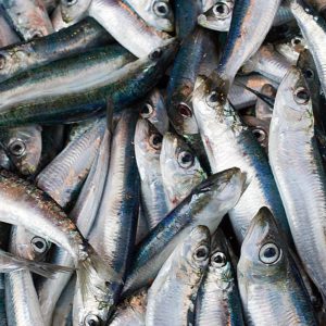 SardinhaFinal