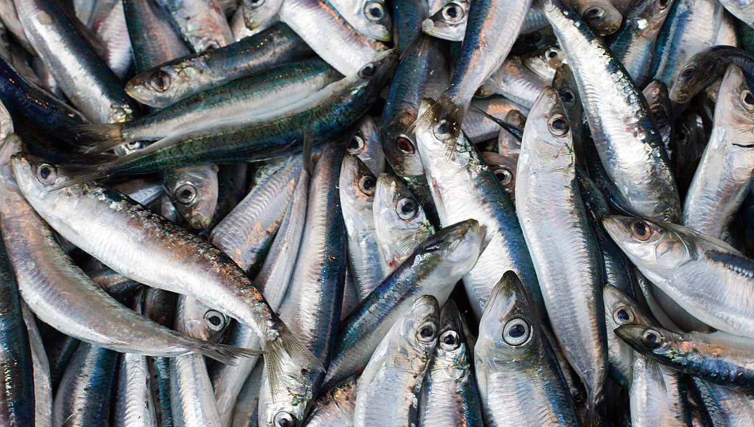 SardinhaFinal