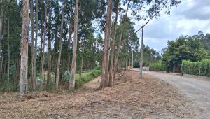 limpeza terrenos