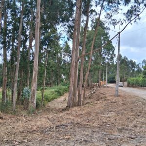 limpeza terrenos
