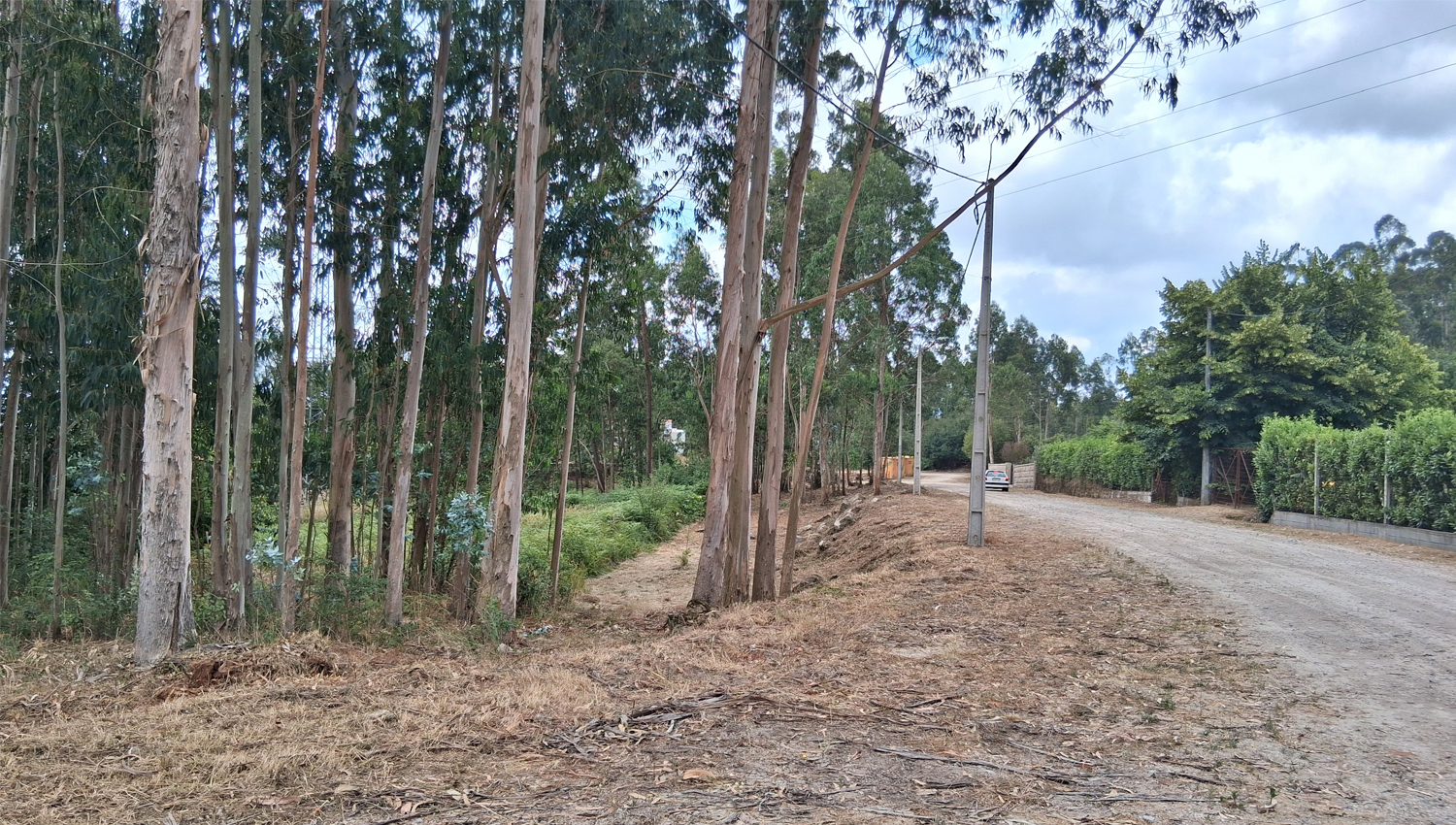 Paços de Ferreira conclui 22 hectares de faixas de gestão de combustível para reforçar prevenção de incêndios 3 limpeza terrenos
