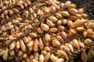 Agrival assinala Dia do Concelho com a tradicional Feira e Concurso da Cebola em Penafiel 4 CebolasPenafiel1