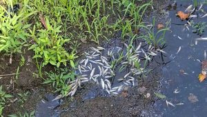 Descarga poluente no rio Eiriz provoca morte de dezenas de peixes em Meixomil 4 Meixomil FIN2