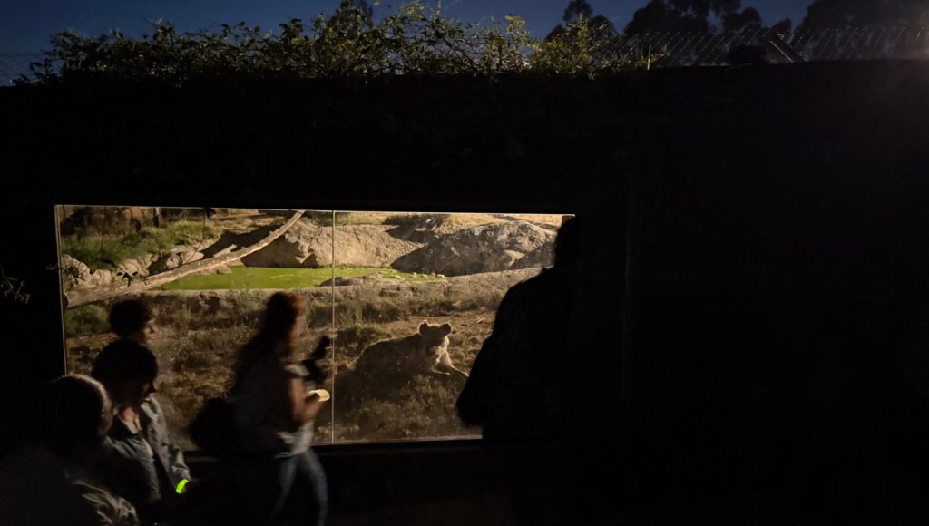 Zoo Santo Inácio lança visitas noturnas exclusivas para observar a vida selvagem após o pôr do sol 1 ZooSantoInacio