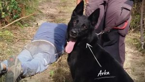 Equipa Cinotécnica da GNR Resgata Idoso de 78 Anos Desaparecido em Amarante 4 GNR Acka