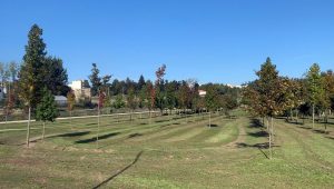 Governo obriga autarquias a reforçar áreas verdes: saiba onde, em Paços de Ferreira, Penafiel, Paredes e Lousada 5 ParqueUrbanoFIN