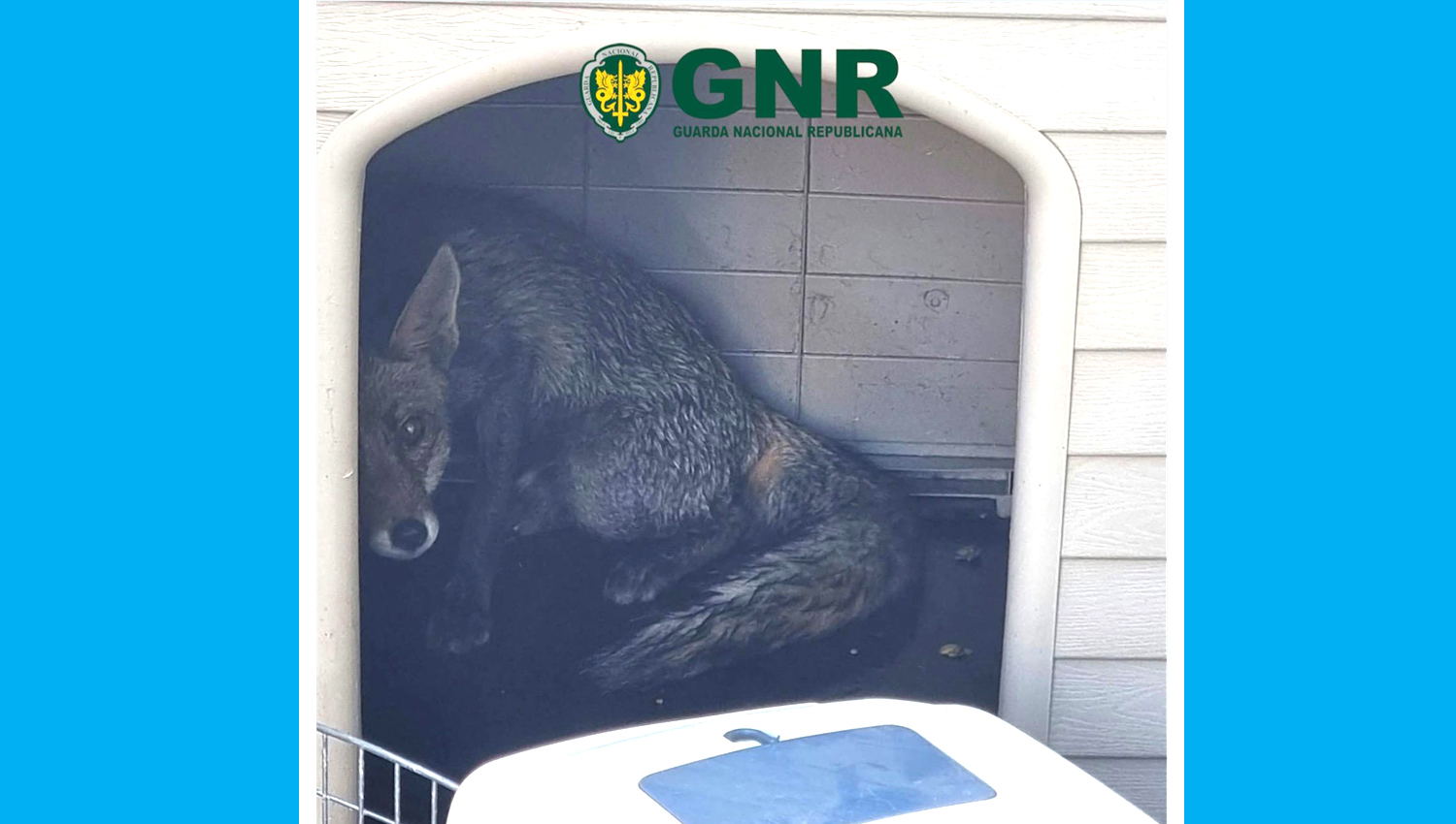 SEPNA resgata raposa presa em varanda de habitação em Lousada 3 raposa
