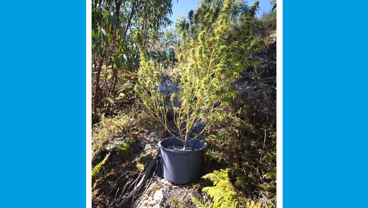 GNR apreende planta de canábis e material de cultivo em Penafiel 3 Cannabis