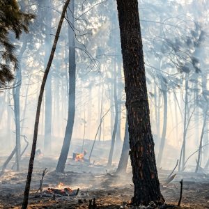 IncendioLordelo