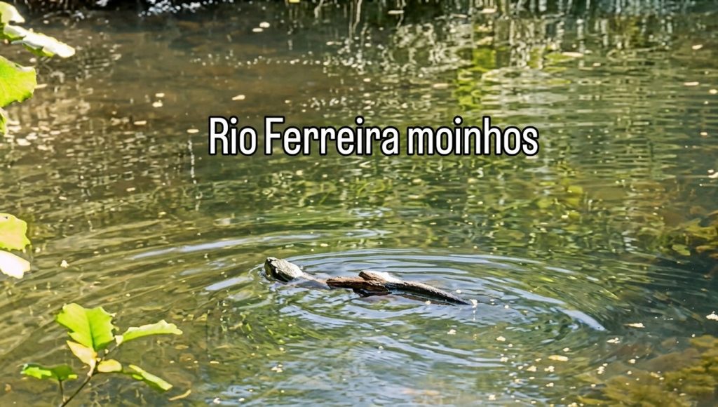 Lontra-europeia avistada no Rio Ferreira em Paços de Ferreira 1 LontraEuropeiaFINAL