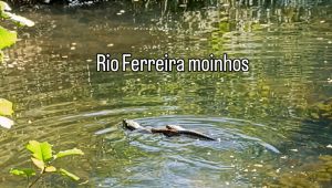 Lontra-europeia avistada no Rio Ferreira em Paços de Ferreira 2 LontraEuropeiaFINAL