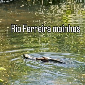 LontraEuropeiaFINAL