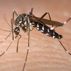 MosquitoFIN