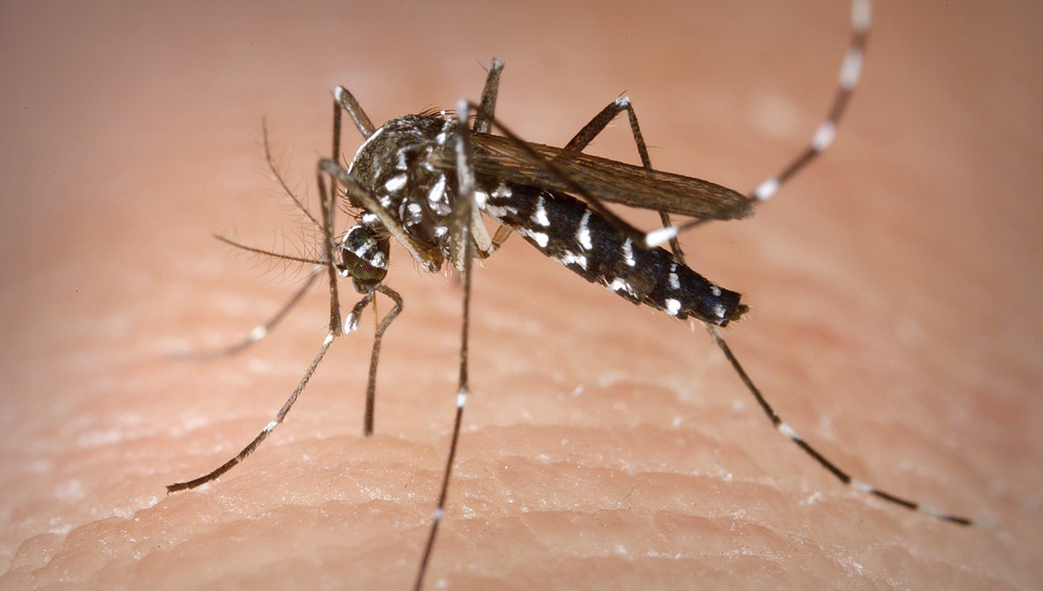 MosquitoFIN